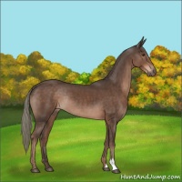 Horse Color:Liver Chestnut Mushroom Rabicano 