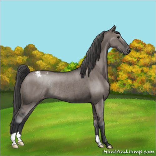 Horse Color:Grullo Mushroom Appaloosa Rabicano Brindle