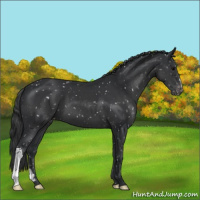 Horse Color:Black Appaloosa 