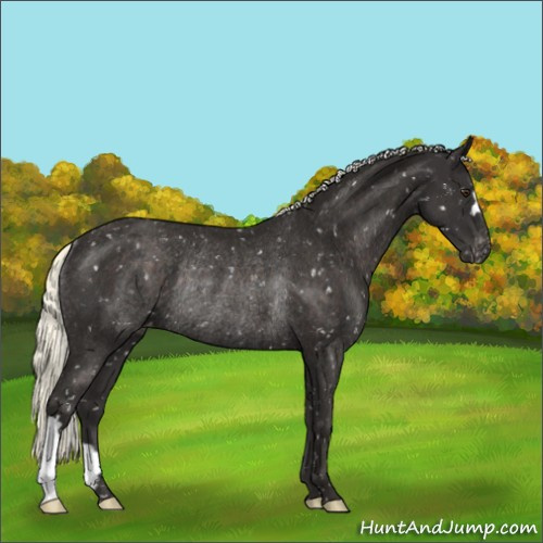 Horse Color:Liver Chestnut Mushroom Appaloosa Rabicano 