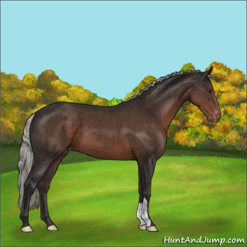 Horse Color:Liver Chestnut Mushroom Varnish