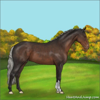 Horse Color:Liver Chestnut Mushroom Varnish 