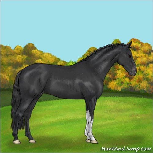 Horse Color:Black Appaloosa 