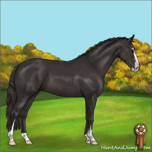 Horse Color:Smoky Black Mushroom Sabino