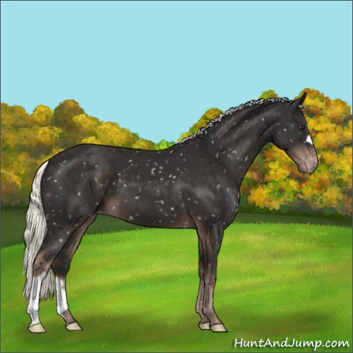 Horse Color:Liver Chestnut Mushroom Appaloosa