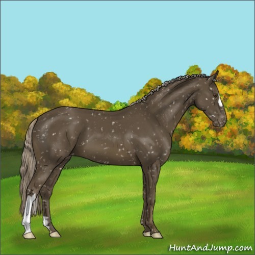 Horse Color:Chocolate Palomino Mushroom Appaloosa