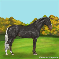 Horse Color:Liver Chestnut Mushroom Appaloosa 