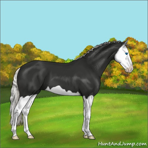 Horse Color:Liver Chestnut Mushroom Splash