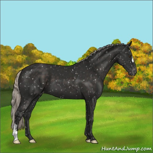 Horse Color:Liver Chestnut Mushroom Appaloosa 