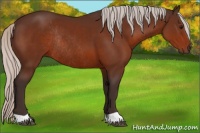 Horse Color:Silver Bay Rabicano