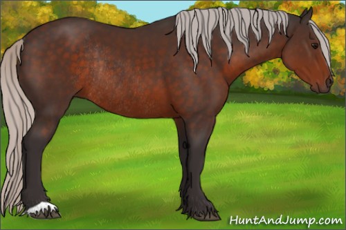 Horse Color:Silver Brown Rabicano 