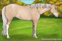 Horse Color:Silver Buckskin Pearl Appaloosa 