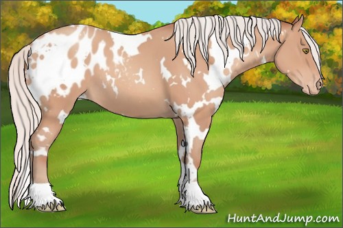 Horse Color:White Spotted Silver Sable Champagne Appaloosa 
