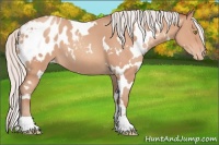 Horse Color:White Spotted Silver Sable Champagne Blanket 