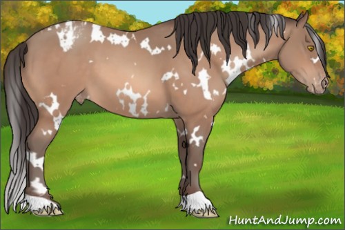 Horse Color:White Spotted Amber Champagne Varnish 