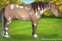 Horse Color:White Spotted Amber Champagne Appaloosa