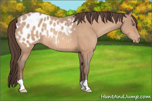 Horse Color:Amber Champagne Appaloosa Rabicano 