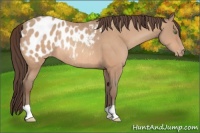 Horse Color:Amber Champagne Appaloosa Rabicano