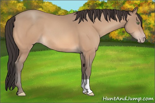 Horse Color:Sable Champagne 