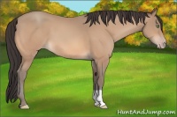 Horse Color:Sable Champagne 