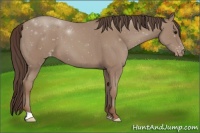 Horse Color:Classic Champagne Appaloosa 