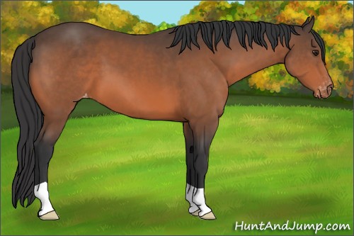 Horse Color:Brown Appaloosa 