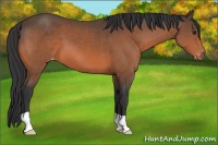 Horse Color:Brown Appaloosa 