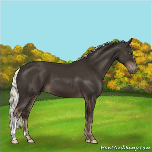 Horse Color:Liver Chestnut Mushroom