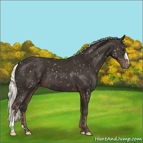 Horse Color:Liver Chestnut Mushroom Appaloosa