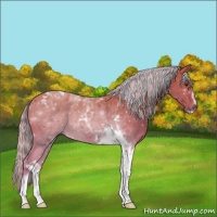 Horse Color:Painted Palomino Sabino Tobiano