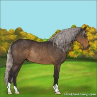 Horse Color:Silver Buckskin Rabicano