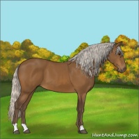 Horse Color:Silver Buckskin 