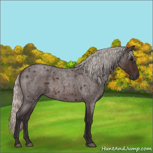 Horse Color:Silver Brown Roan 