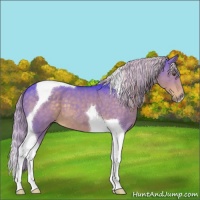 Horse Color:Watercolor Chocolate Palomino Tobiano