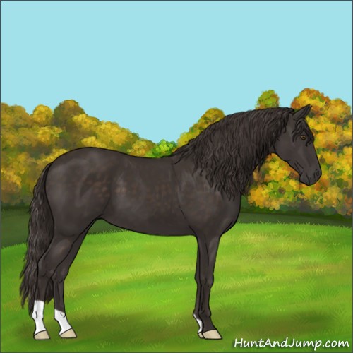 Horse Color:Liver Chestnut 