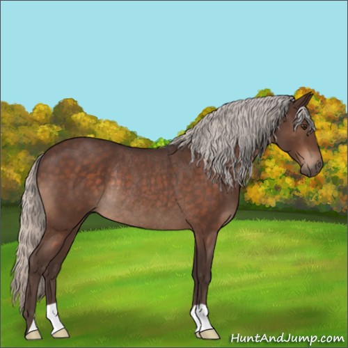 Horse Color:Silver Brown Roan Rabicano