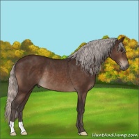 Horse Color:Silver Brown Rabicano 