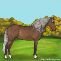 Horse Color:Silver Buckskin Rabicano 