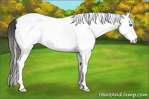Horse Color:White Spotted Amber Cream Champagne Tobiano 