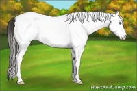 Horse Color:White Spotted Amber Cream Champagne Tobiano