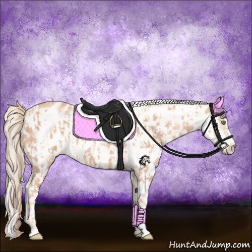 Horse Color:Gold Champagne Appaloosa  and Gold Champagne Frame Appaloosa 