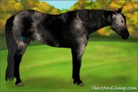 Horse Color:Void White Spotted Bay Dun Mushroom 