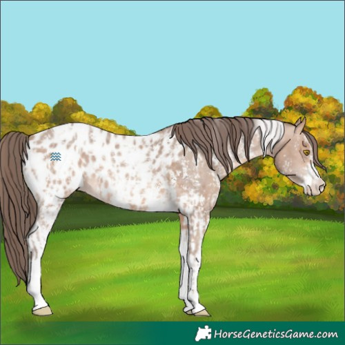 Horse Color:Amber Champagne Sabino Tobiano Appaloosa  and Sable Champagne Sabino Tobiano Appaloosa 