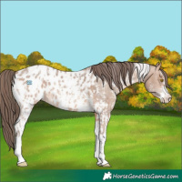 Horse Color:Amber Champagne Sabino Tobiano Appaloosa and Sable Champagne Sabino Tobiano Appaloosa