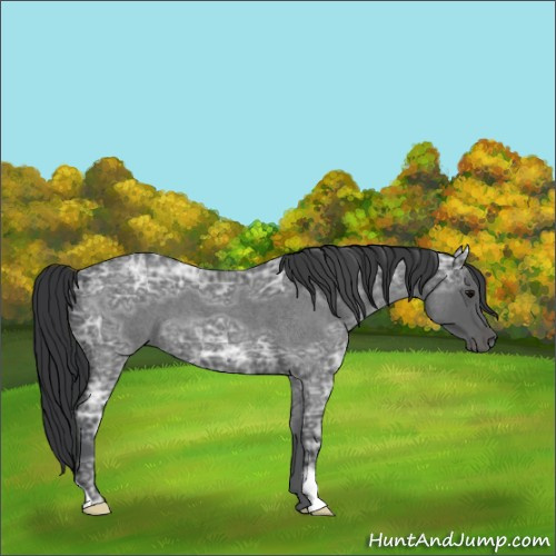 Horse Color:Blue Ice Roan