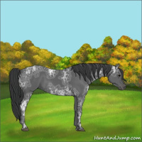 Horse Color:Black Ice 