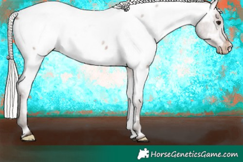 Horse Color:Silver Brown Roan Appaloosa 