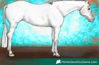 Horse Color:Silver Brown Roan Appaloosa 