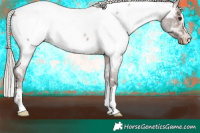 Horse Color:Silver Brown Roan Appaloosa 