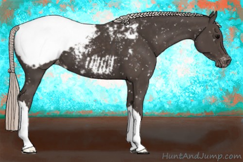 Horse Color:Silver Black Appaloosa